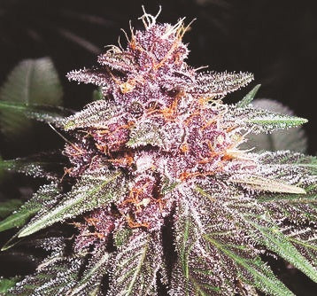 Violeta (Ace Seeds) feminisiert Cannabis Samen von Ace Seeds