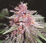 Violeta (Ace Seeds) feminisiert