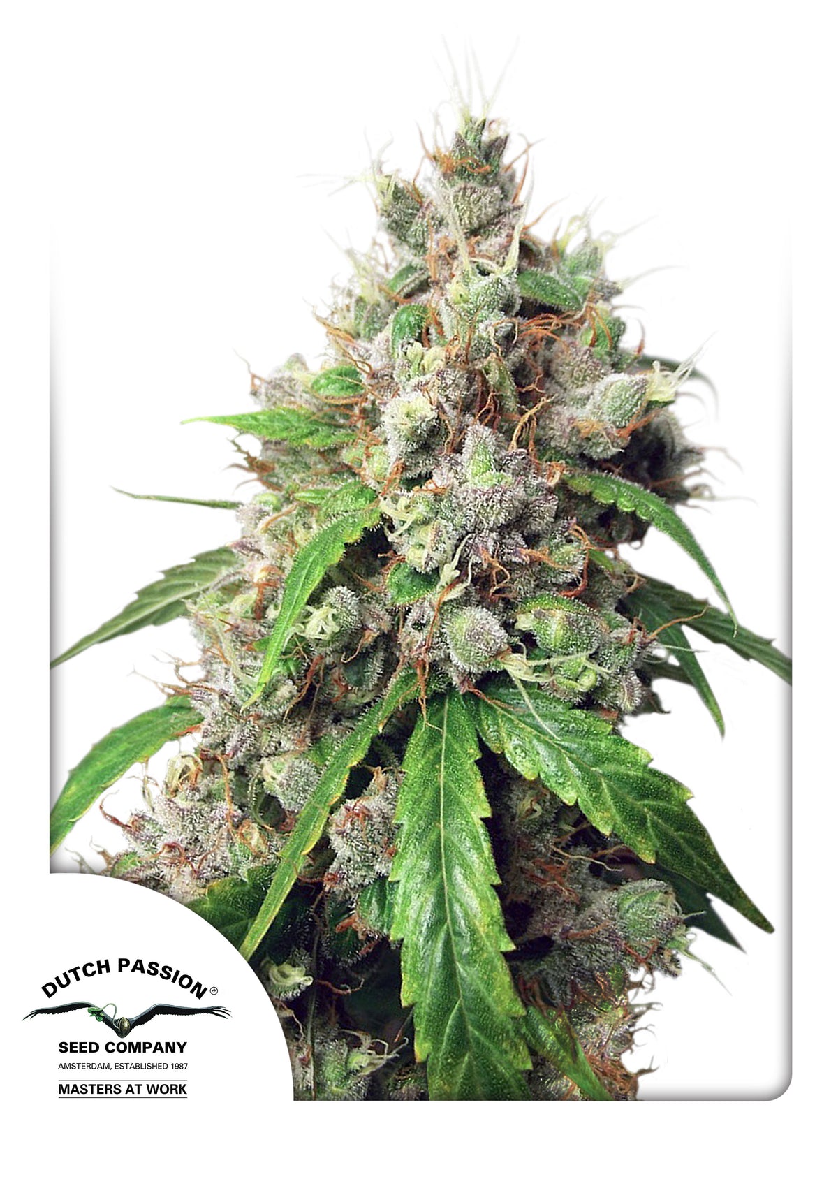 Euforia Auto (Dutch Passion) Cannabis Samen von Dutch Passion