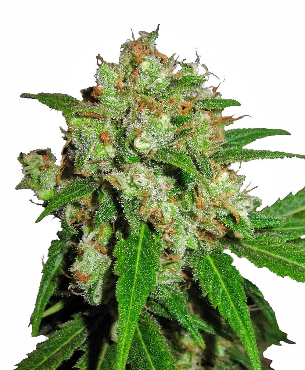 Sensi Skunk (Sensi Seeds) feminisiert Cannabis Samen von Sensi Seeds