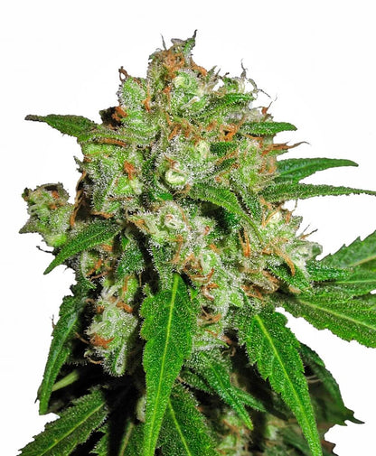 Sensi Skunk (Sensi Seeds) feminisiert Cannabis Samen von Sensi Seeds