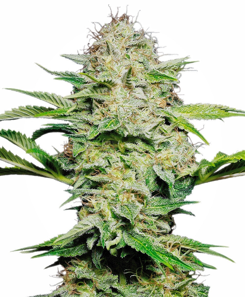 Sensi Skunk Auto (Sensi Seeds) Cannabis Samen von Sensi Seeds