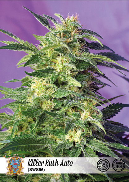 Killer Kush Auto (Sweet Seeds) Cannabis Samen von Sweet Seeds