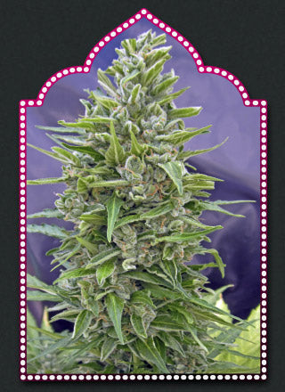 Automatik Mix Auto (00 Seeds) Cannabis Samen von 00 Seeds