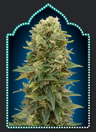 Female Mix (00 Seeds) feminisiert Cannabis Samen von 00 Seeds