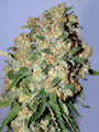 Critical (Advanced Seeds) feminisiert