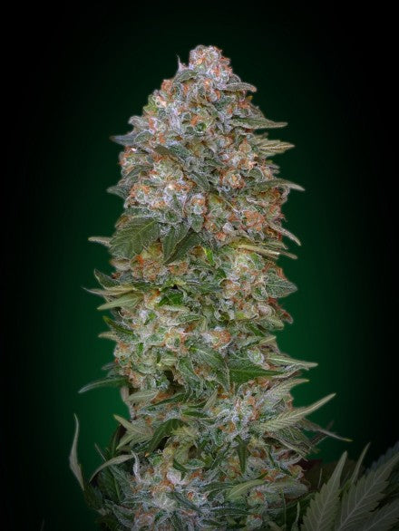 Critical Soma (Advanced Seeds) feminisiert Cannabis Samen von Advanced Seeds