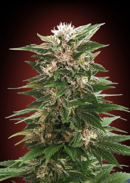 Kaya 47 (Advanced Seeds) feminisiert Cannabis Samen von Advanced Seeds