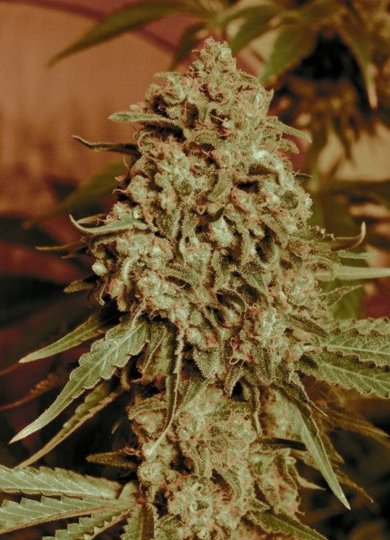 Somango Widow (Advanced Seeds) feminisiert Cannabis Samen von Advanced Seeds