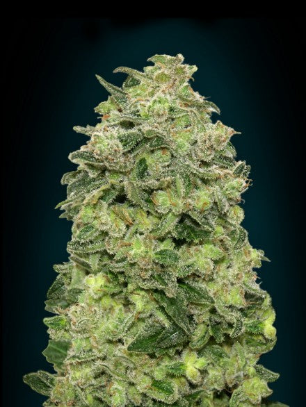 Afghan Skunk Auto (Advanced Seeds) autoflowering Cannabis Samen von Advanced Seeds