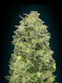 Afghan Skunk Auto (Advanced Seeds) autoflowering