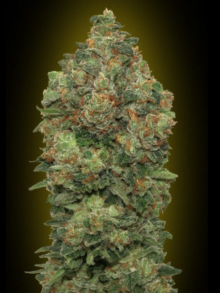 Critical Soma Auto (Advanced Seeds) autoflowering Cannabis Samen von Advanced Seeds