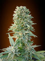 Jack Herer Auto (Advanced Seeds) autoflowering