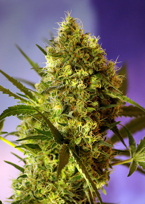Big Devil Auto (Sweet Seeds) Cannabis Samen von Sweet Seeds