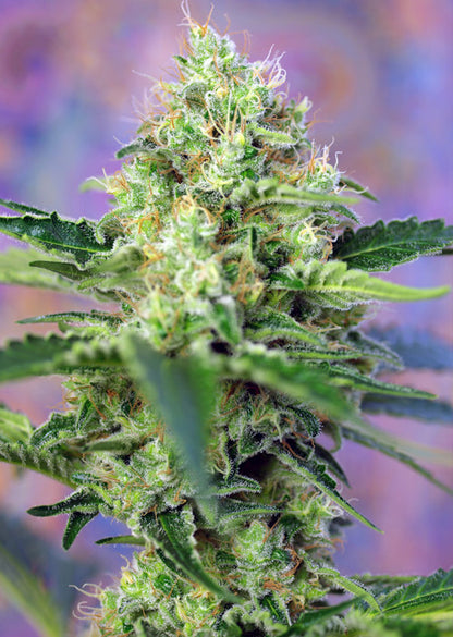 Crystal Candy (Sweet Seeds) feminisiert Cannabis Samen von Sweet Seeds