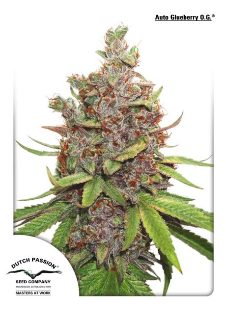 Glueberry O.G. Auto (Dutch Passion)