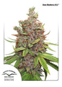 Glueberry O.G. Auto (Dutch Passion)
