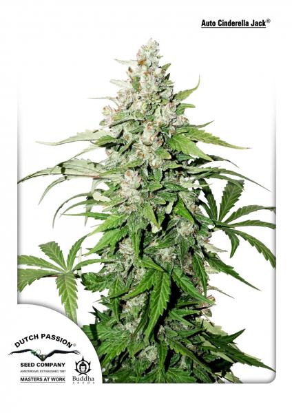 Cinderella Jack Auto (Dutch Passion) Cannabis Samen von Dutch Passion