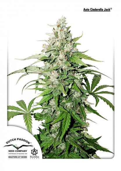 Cinderella Jack Auto (Dutch Passion) Cannabis Samen von Dutch Passion