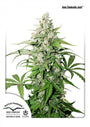 Cinderella Jack Auto (Dutch Passion)