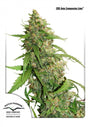 Compassion Lime CBD Auto (Dutch Passion)