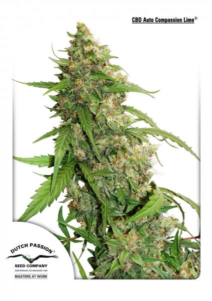 Compassion Lime CBD Auto (Dutch Passion) Cannabis Samen von Dutch Passion
