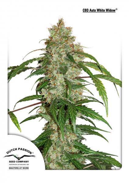 White Widow CBD Auto (Dutch Passion) Cannabis Samen von Dutch Passion