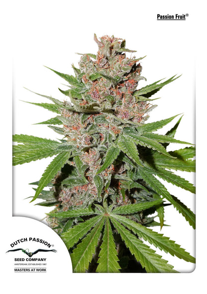 Passion Fruit (Dutch Passion) feminisiert Cannabis Samen von Dutch Passion