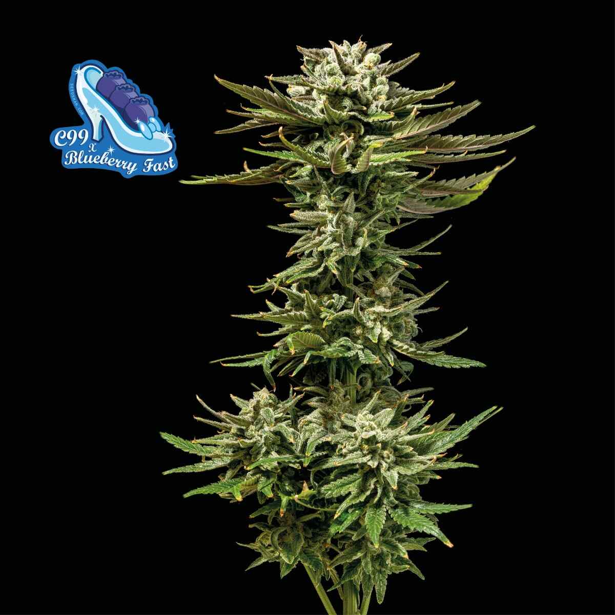 C99 x Blueberry Fast (Seedsman) feminisiert Cannabis Samen von Seedsman