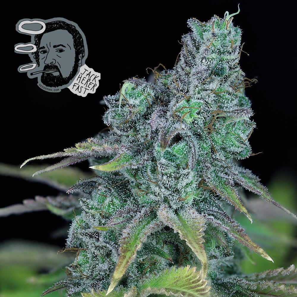 Jack Herer Fast (Seedsman) feminisiert Cannabis Samen von Seedsman