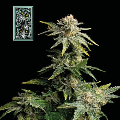 White Widow Fast (Seedsman) feminisiert Cannabis Samen von Seedsman