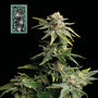 White Widow Fast (Seedsman) Feminized