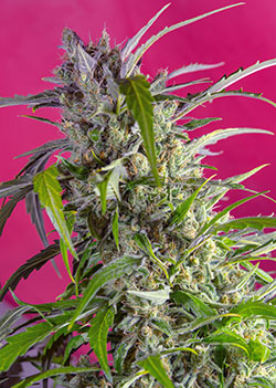 Crystal Candy Auto (Sweet Seeds) Cannabis Samen von Sweet Seeds