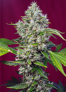 San Fernando Lemon Kush (Sweet Seeds) feminisiert Cannabis Samen von Sweet Seeds