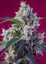 Indigo Berry Kush (Sweet Seeds) feminisiert