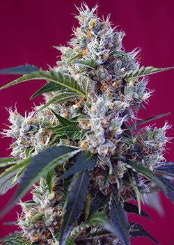 Indigo Berry Kush (Sweet Seeds) feminisiert Cannabis Samen von Sweet Seeds