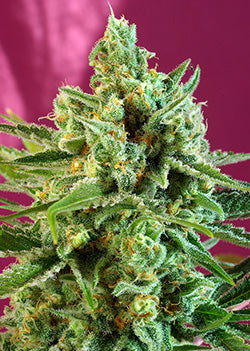S.A.D. CBD (Sweet Seeds) feminisiert Cannabis Samen von Sweet Seeds
