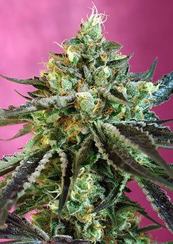 Sweet Nurse CBD Auto (Sweet Seeds) Cannabis Samen von Sweet Seeds