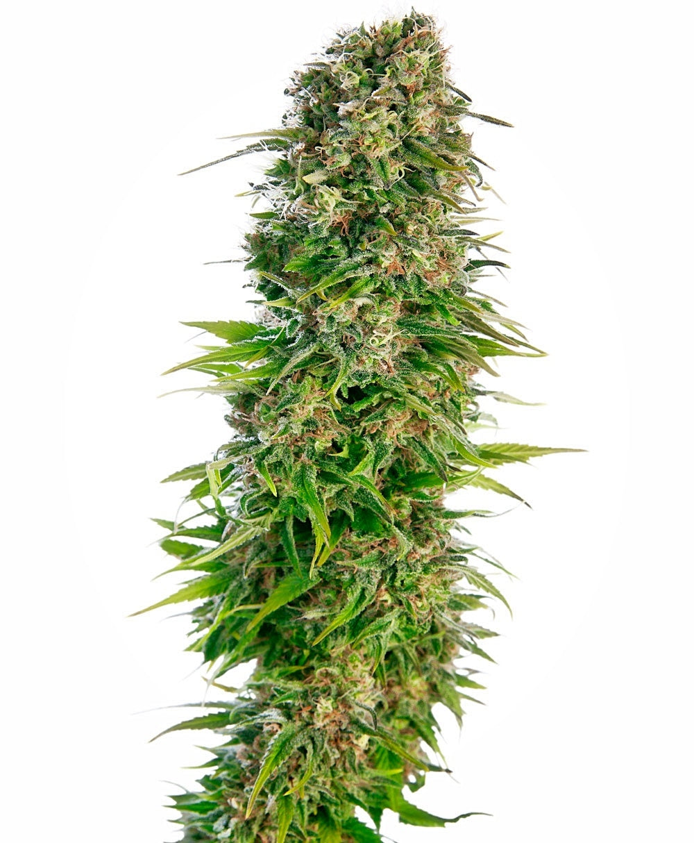 Hindu Kush Auto (Sensi Seeds) Cannabis Samen von Sensi Seeds