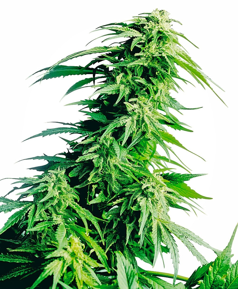 Hindu Kush (Sensi Seeds) feminisiert Cannabis Samen von Sensi Seeds