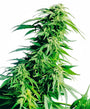 Hindu Kush (Sensi Seeds) Feminized