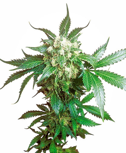 Black Domina (Sensi Seeds) feminisiert Cannabis Samen von Sensi Seeds