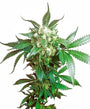 Black Domina (Sensi Seeds) feminisiert