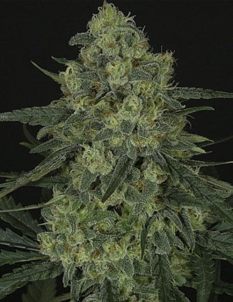 Criminal (Ripper Seeds) feminisiert Cannabis Samen von Ripper Seeds