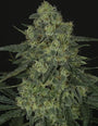 Criminal (Ripper Seeds) feminisiert