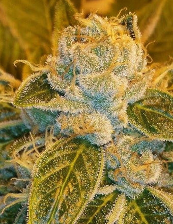 Sour Ripper (Ripper Seeds) feminisiert Cannabis Samen von Ripper Seeds