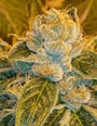 Sour Ripper (Ripper Seeds) feminisiert