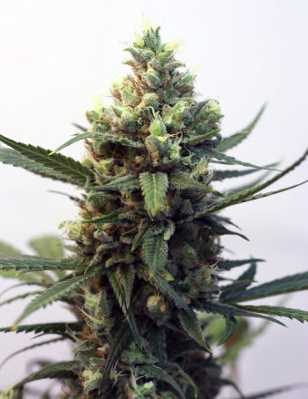 Toxic (Ripper Seeds) feminisiert Cannabis Samen von Ripper Seeds