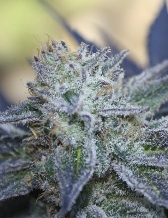 Washing Machine (Ripper Seeds) feminisiert Cannabis Samen von Ripper Seeds