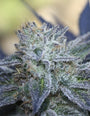 Washing Machine (Ripper Seeds) feminisiert